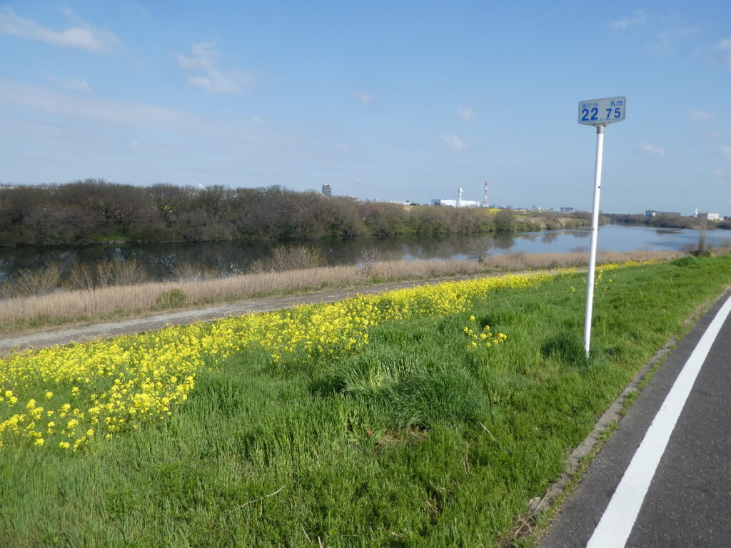 江戸川の菜の花2026