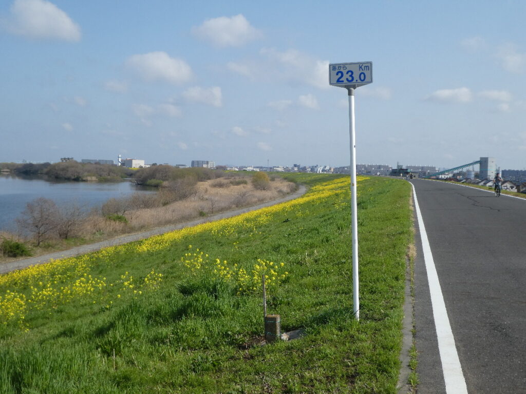 江戸川の菜の花2026