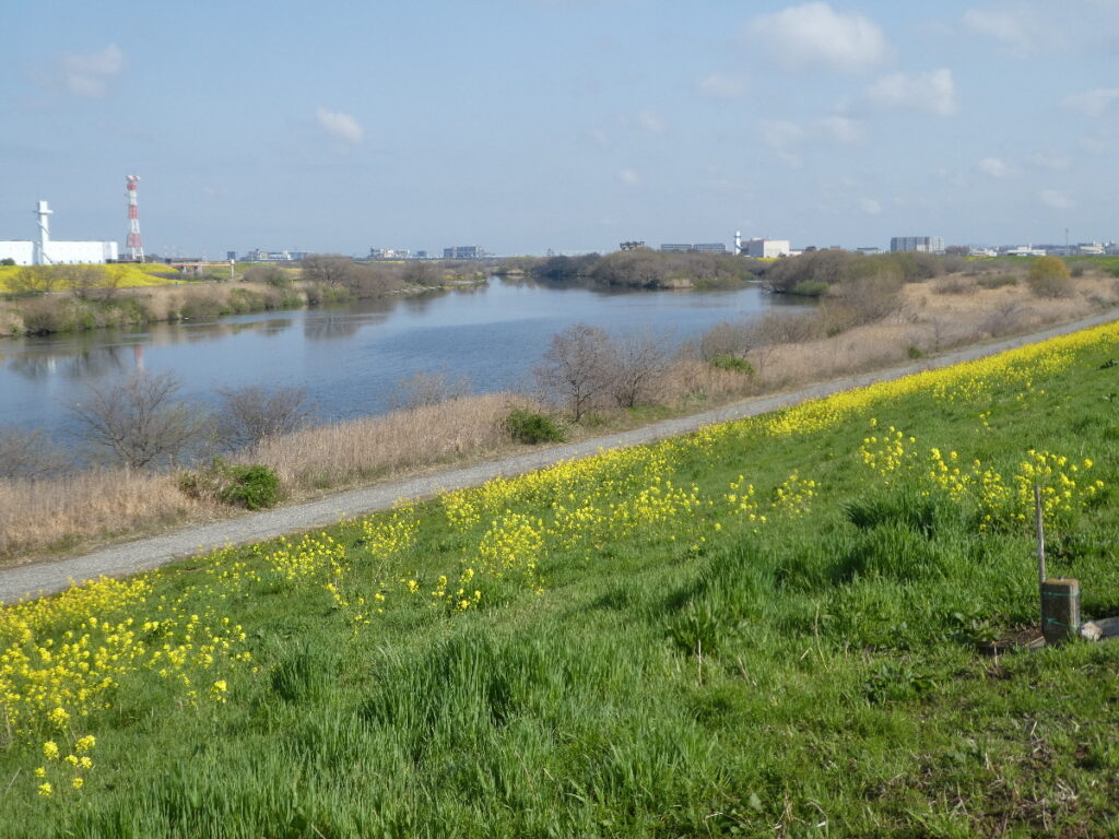 江戸川の菜の花2026