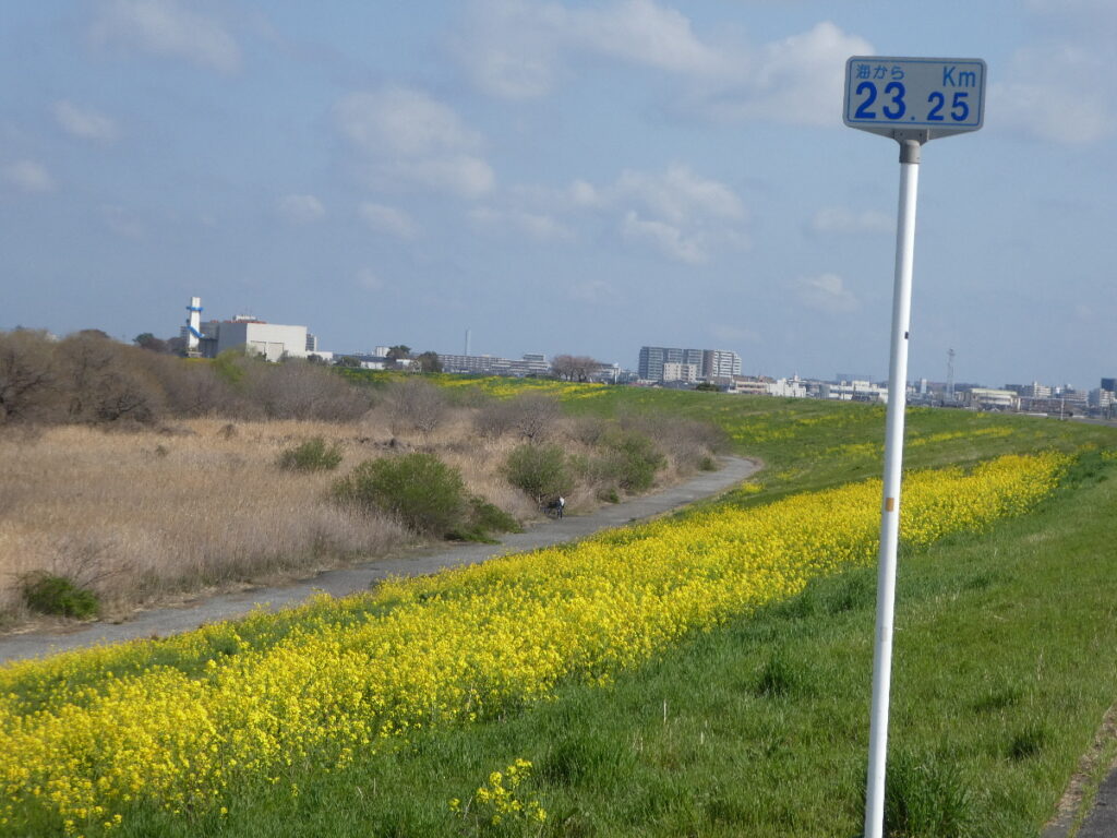 江戸川の菜の花2026
