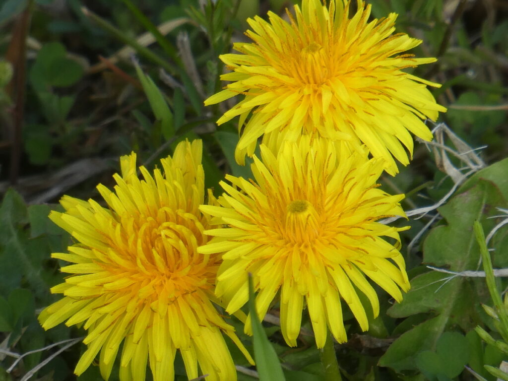 江戸川の菜の花2026