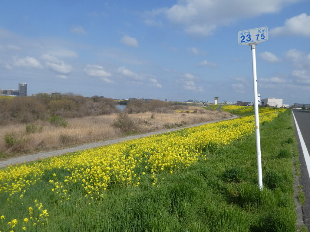江戸川の菜の花2026
