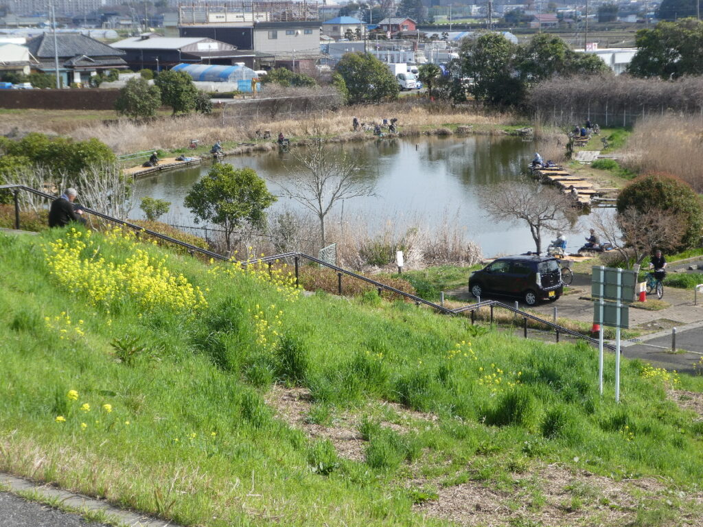 江戸川の菜の花2026