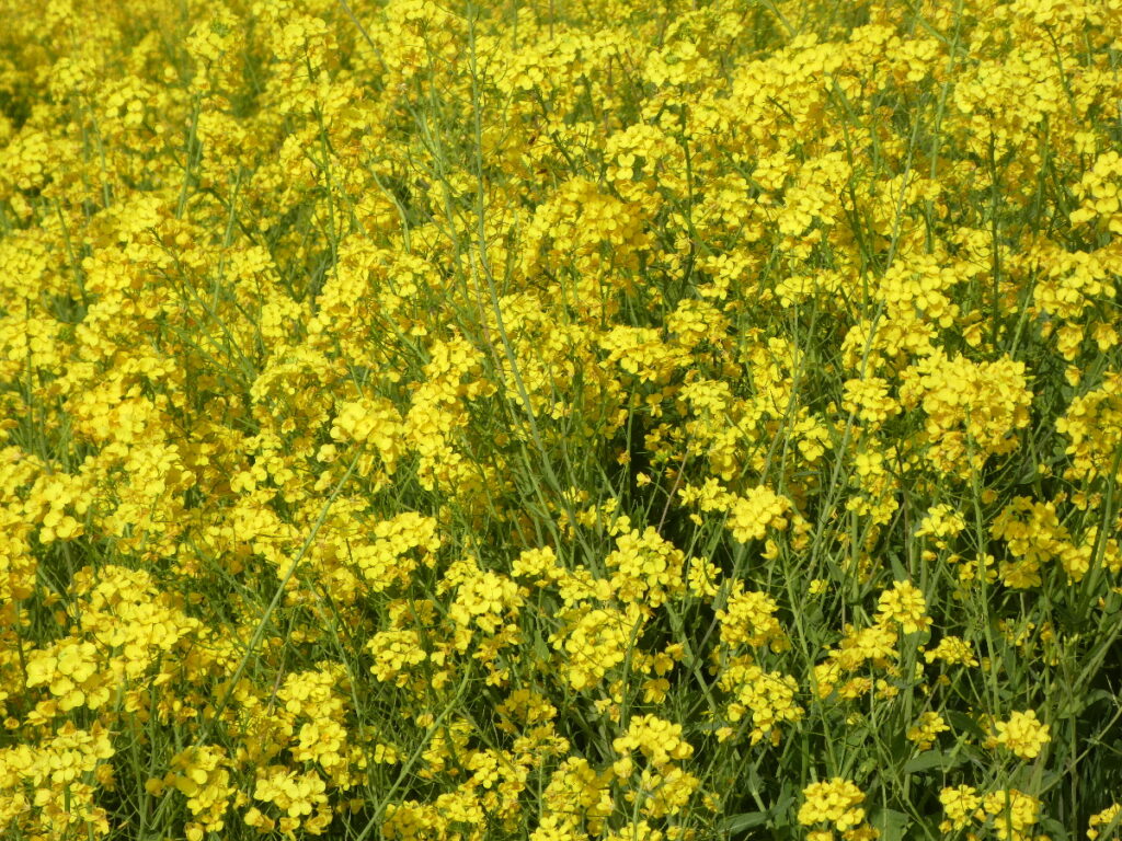 江戸川の菜の花2026