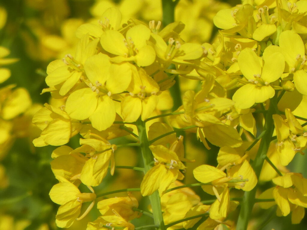 江戸川の菜の花2026