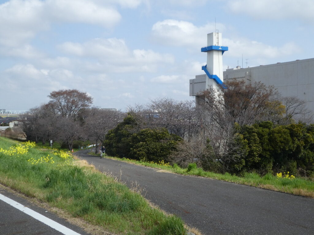 江戸川の菜の花2026