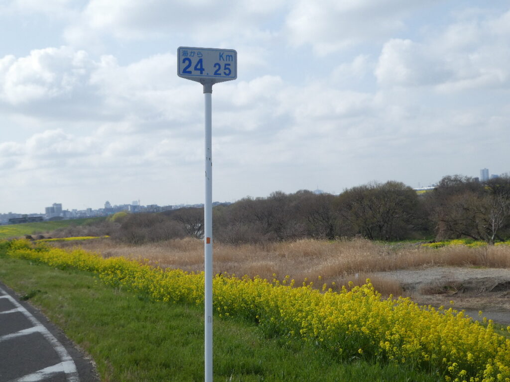 江戸川の菜の花2026