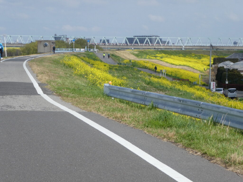 江戸川の菜の花2026