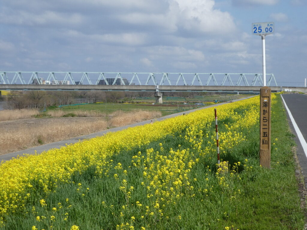 江戸川の菜の花2026