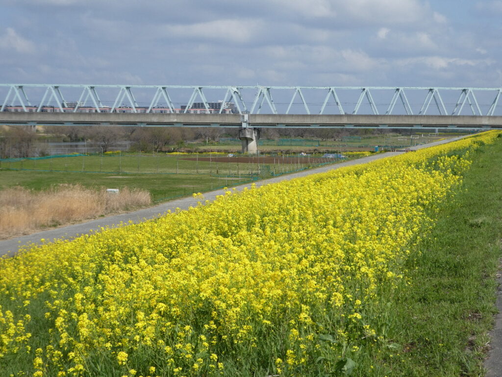 江戸川の菜の花2026