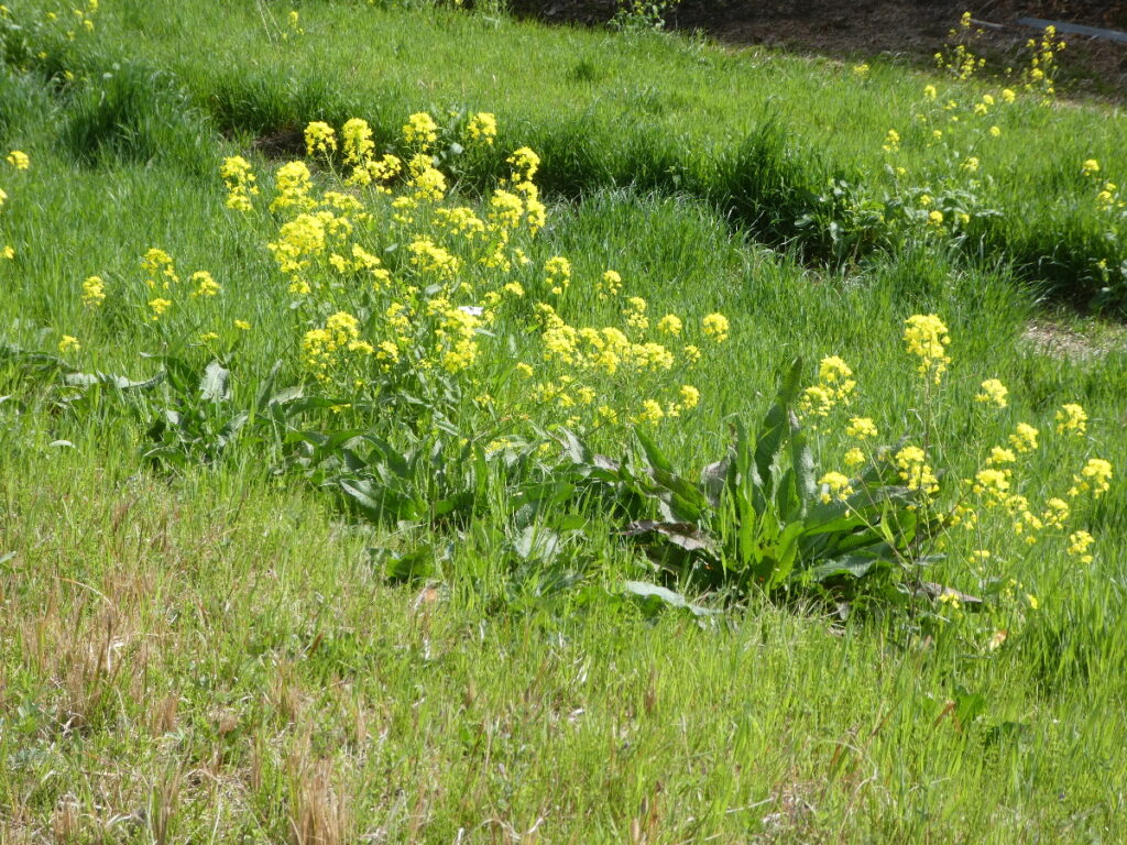 江戸川の菜の花2026
