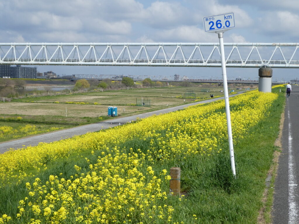 江戸川の菜の花2026