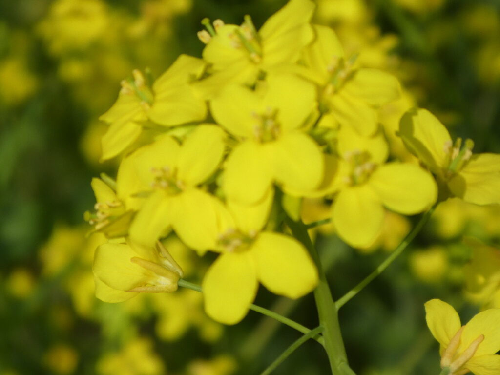 江戸川の菜の花2026
