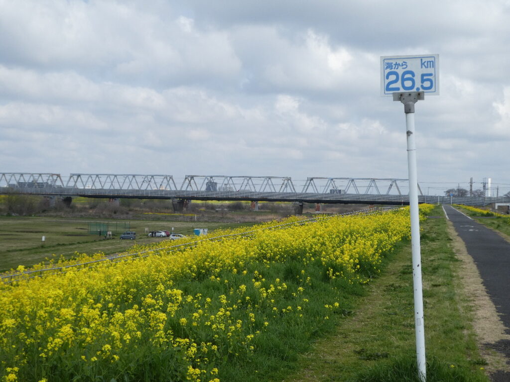 江戸川の菜の花2026