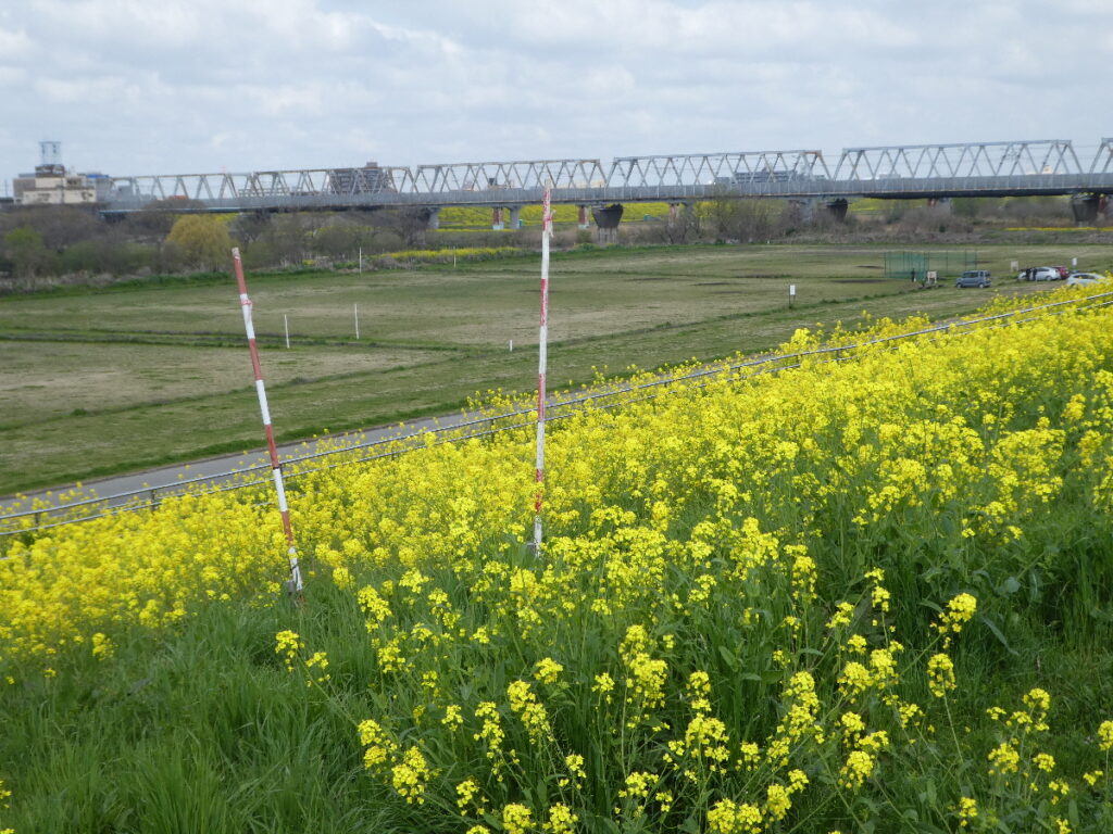 江戸川の菜の花2026