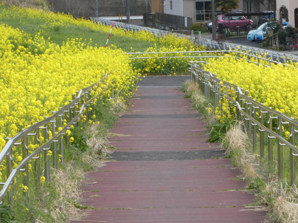 江戸川の菜の花2026