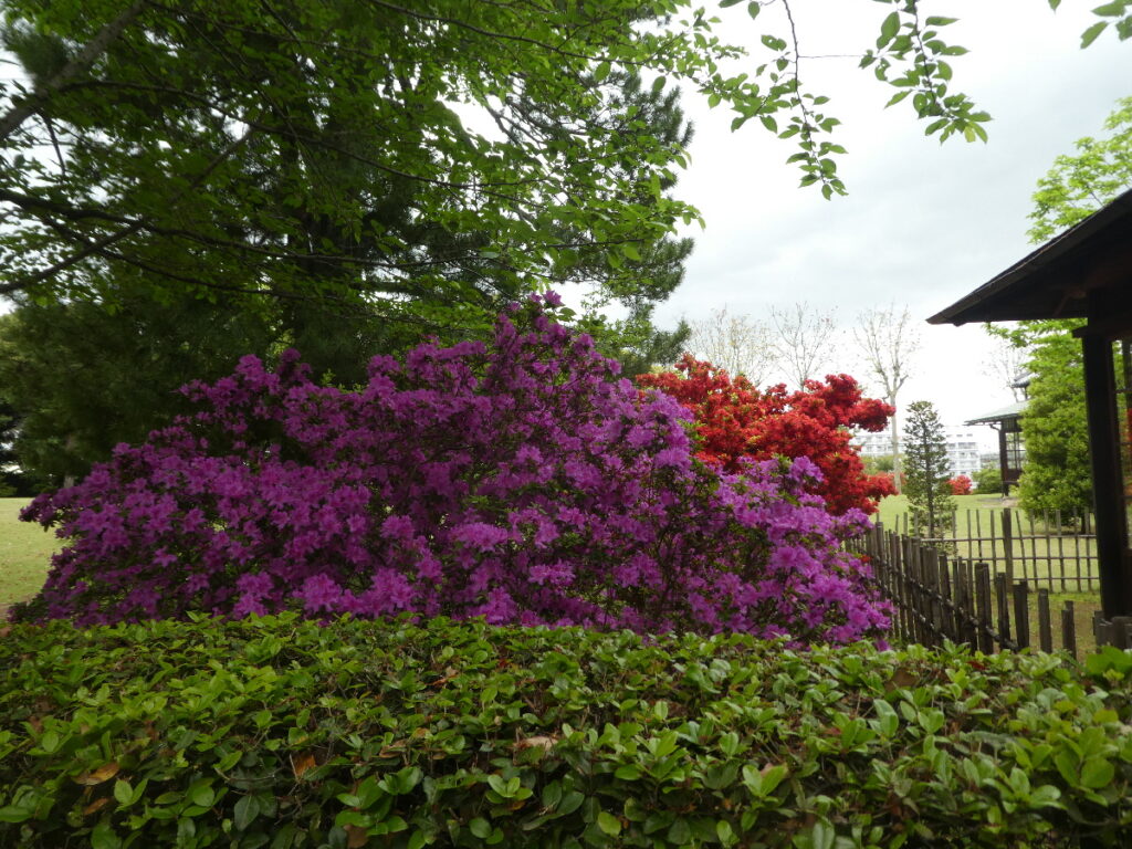 戸定歴史が丘公園のツツジ