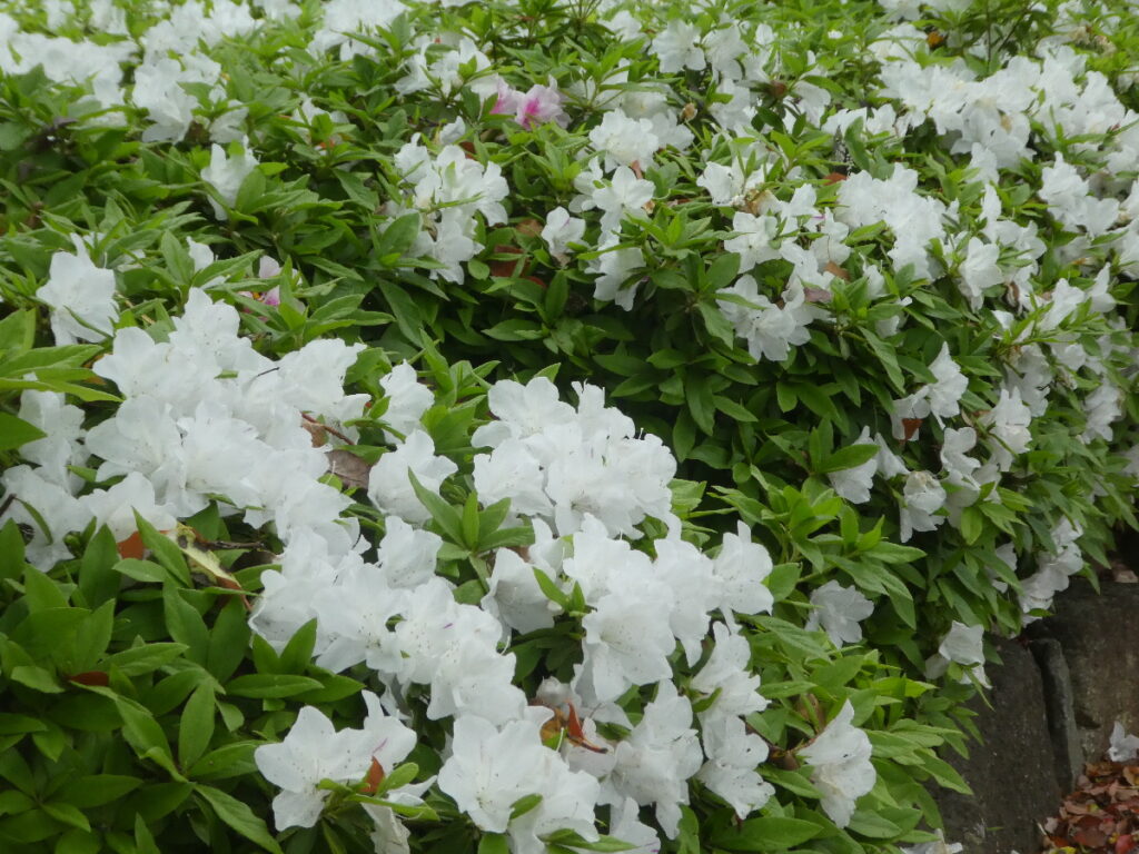 戸定歴史が丘公園のツツジ