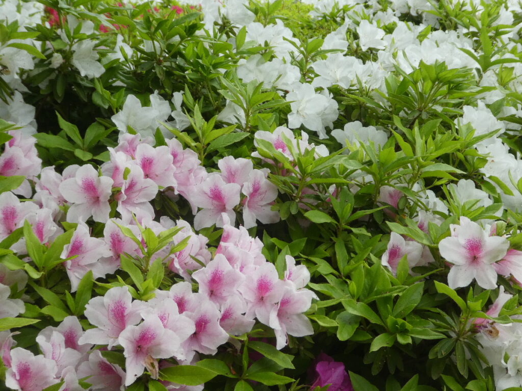 戸定歴史が丘公園のツツジ