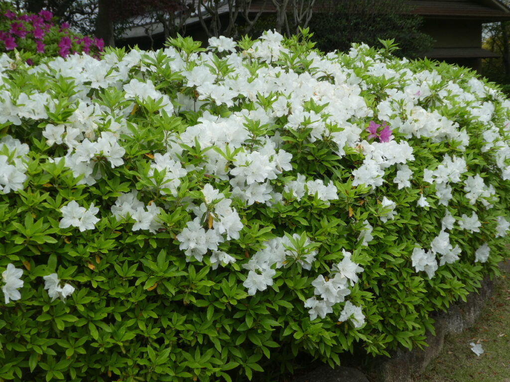 戸定歴史が丘公園のツツジ