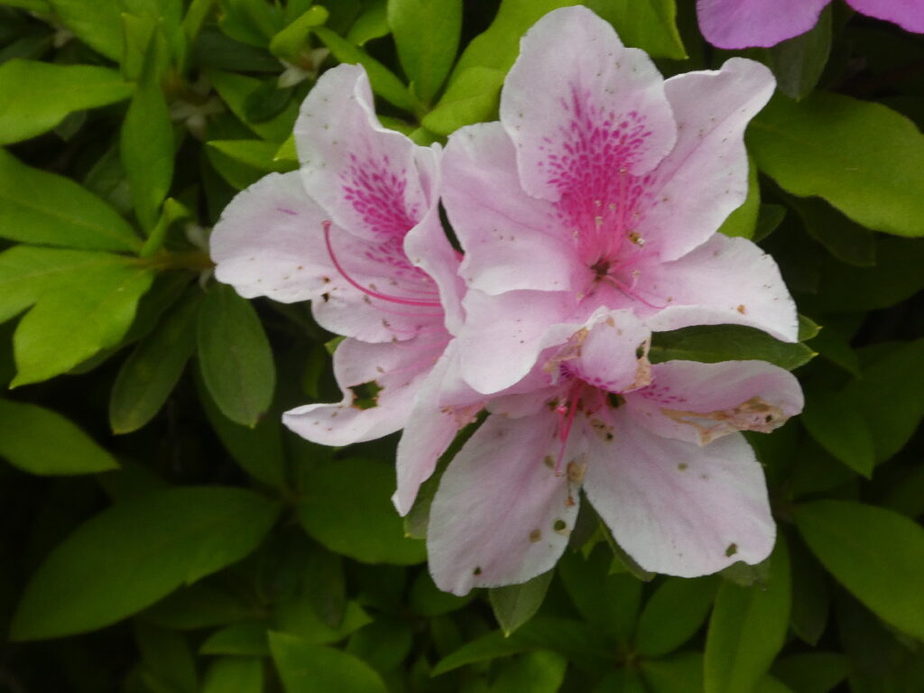戸定歴史が丘公園のツツジ