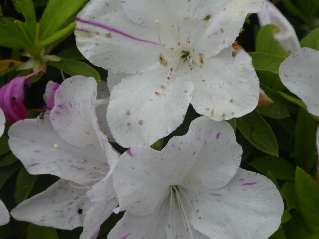 戸定歴史が丘公園のツツジ