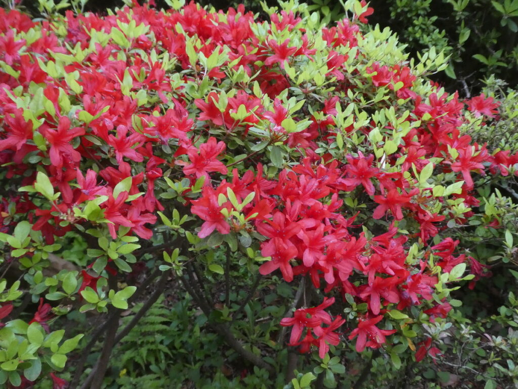 戸定歴史が丘公園のツツジ