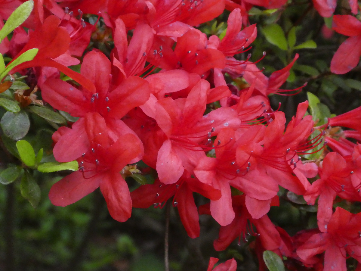 戸定歴史が丘公園のツツジ