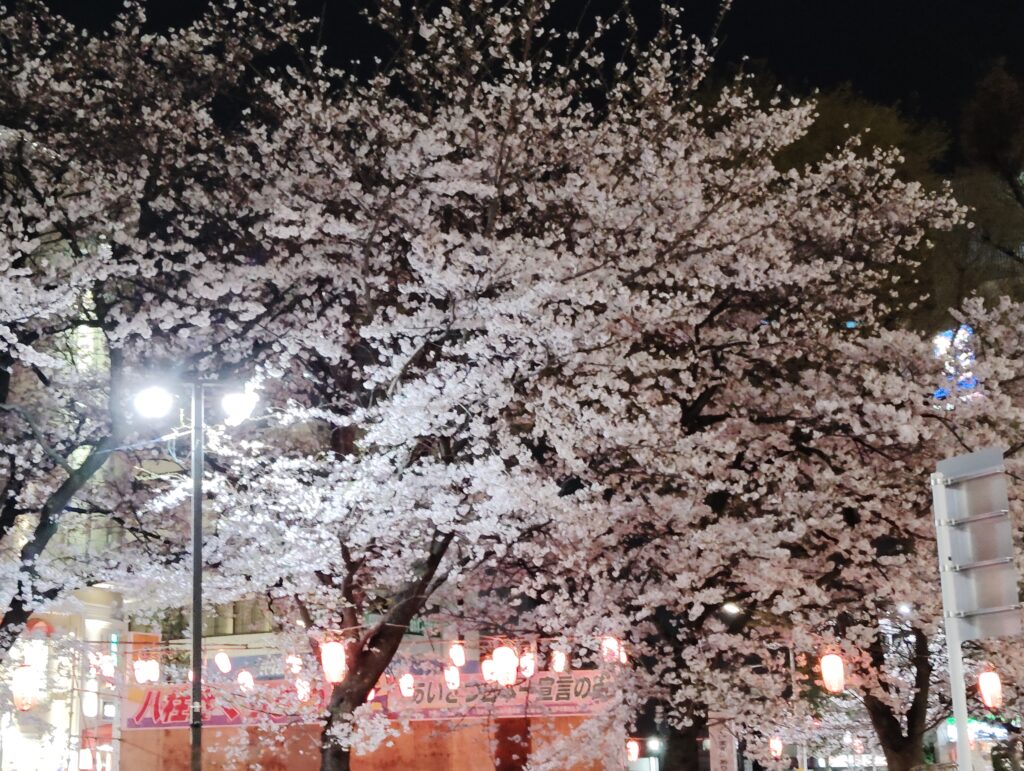 八柱さくらまつり翌日の夜桜