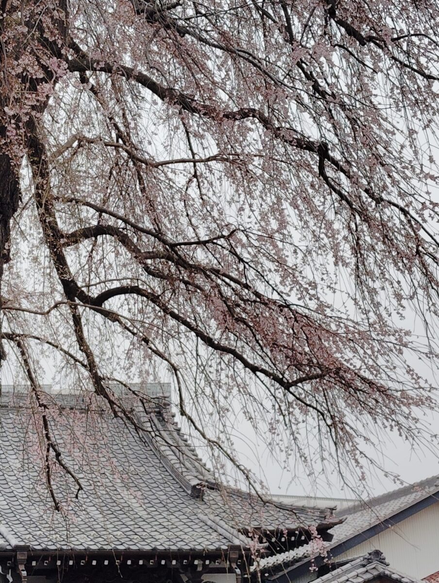 伝法寺　枝垂れ桜