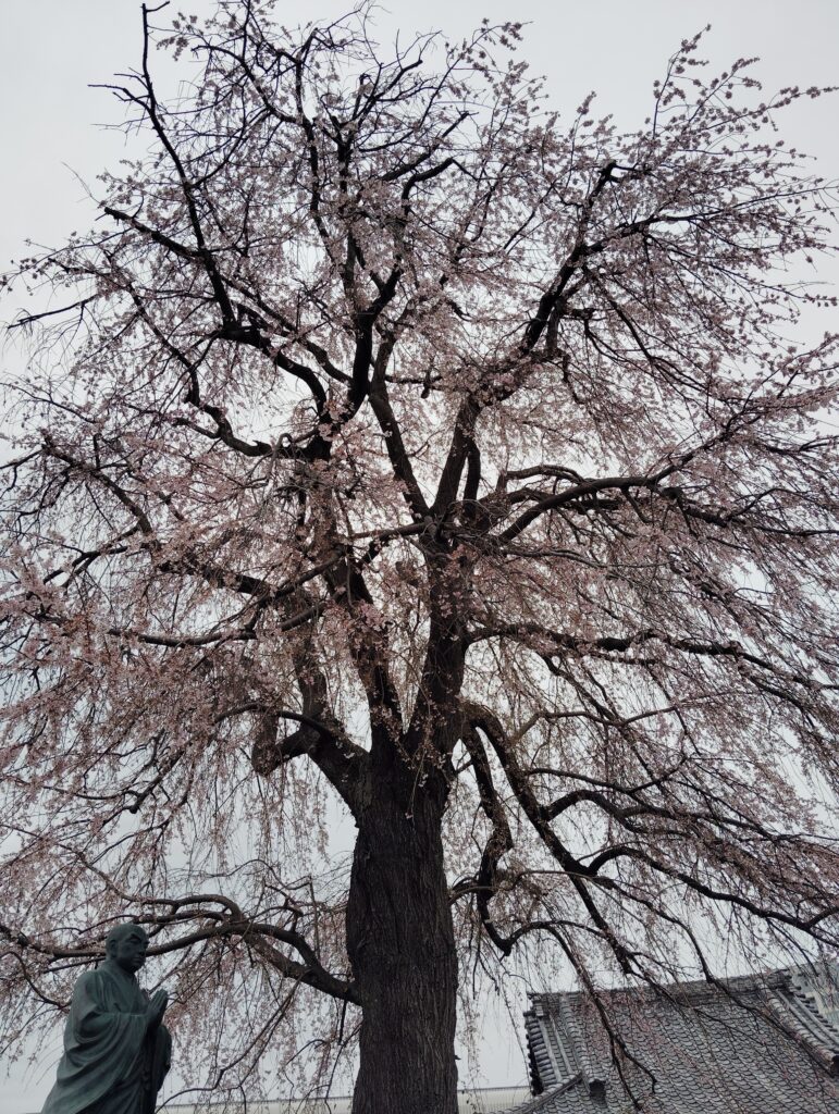 伝法寺　枝垂れ桜