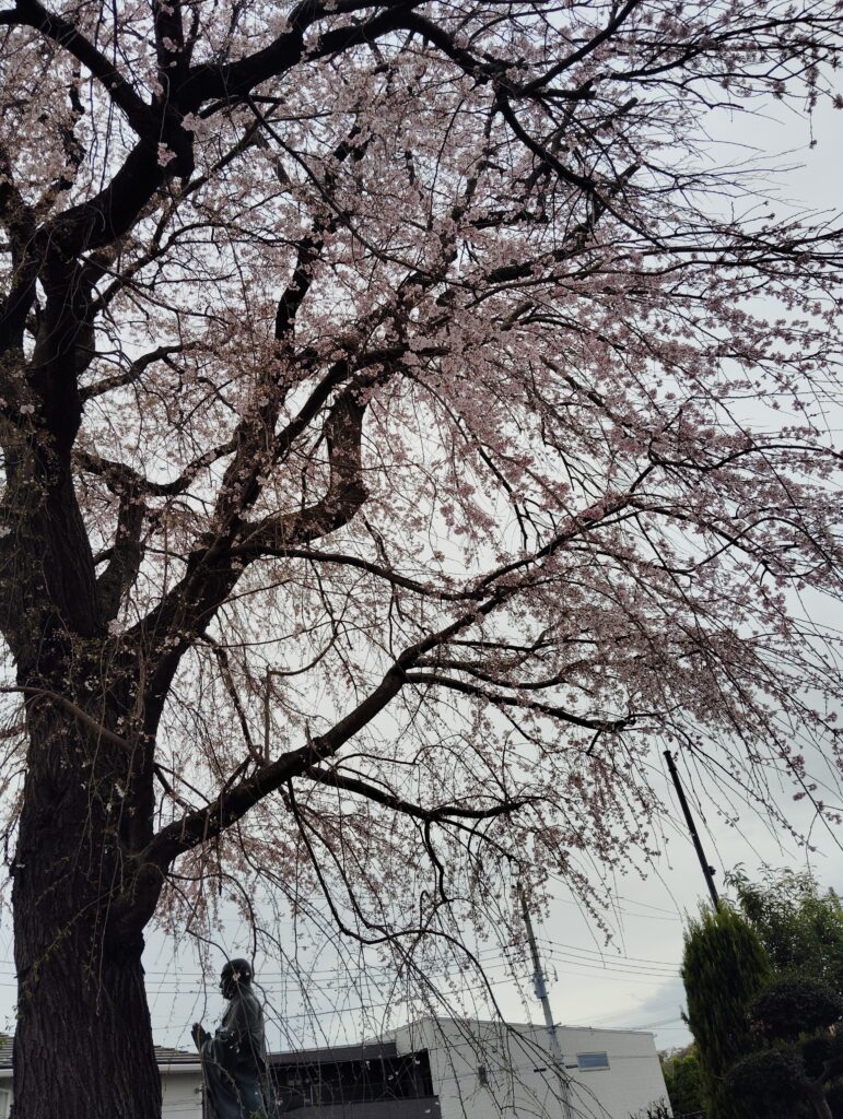 伝法寺　枝垂れ桜