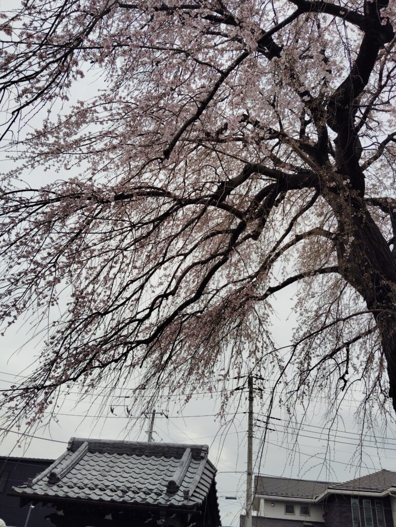 伝法寺　枝垂れ桜