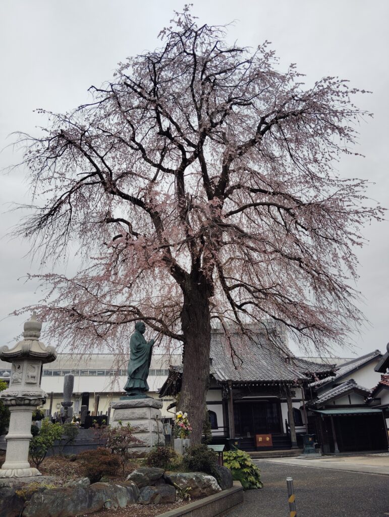 伝法寺　枝垂れ桜
