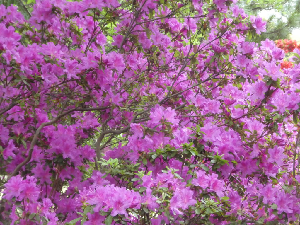 戸定歴史が丘公園のツツジ