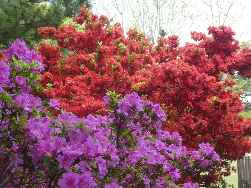 戸定歴史が丘公園のツツジ