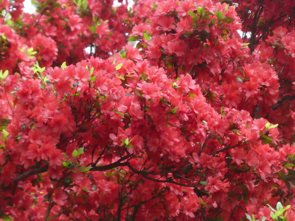 戸定歴史が丘公園のツツジ