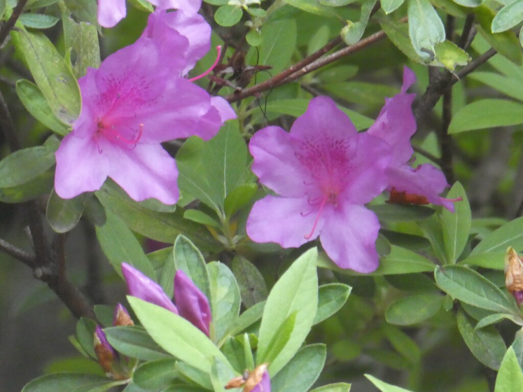 戸定歴史が丘公園のツツジ