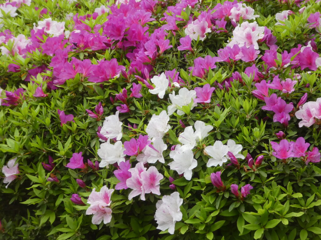 戸定歴史が丘公園のツツジ