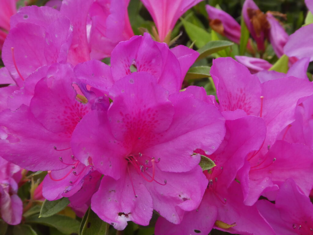 戸定歴史が丘公園のツツジ