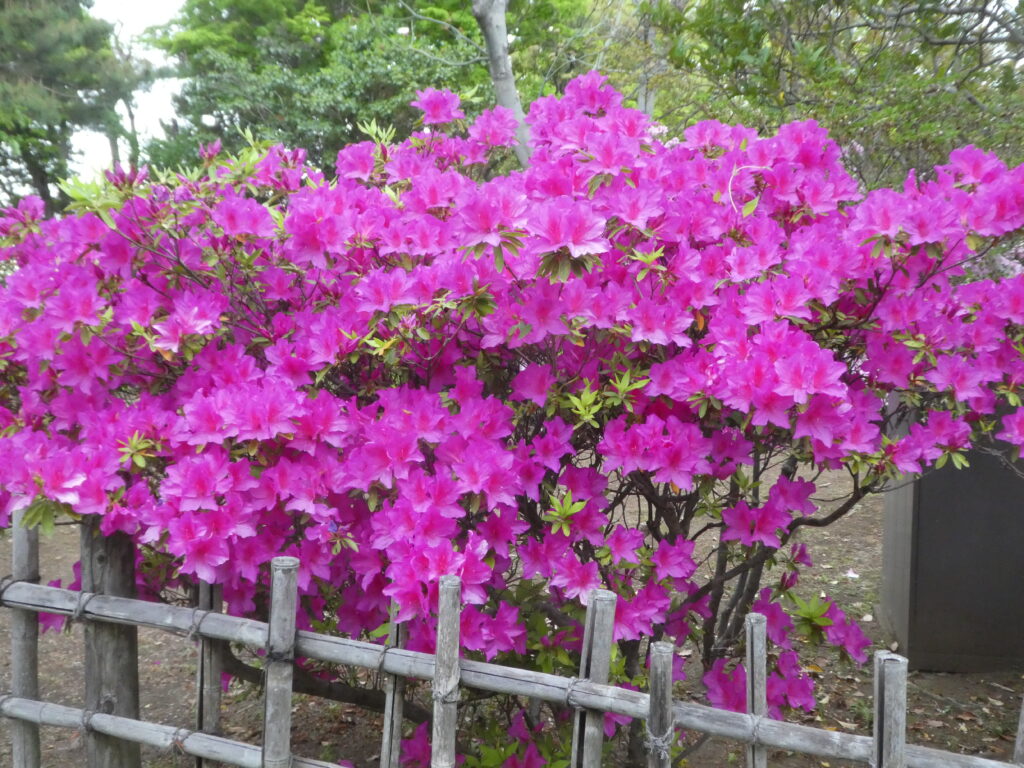戸定歴史が丘公園のツツジ