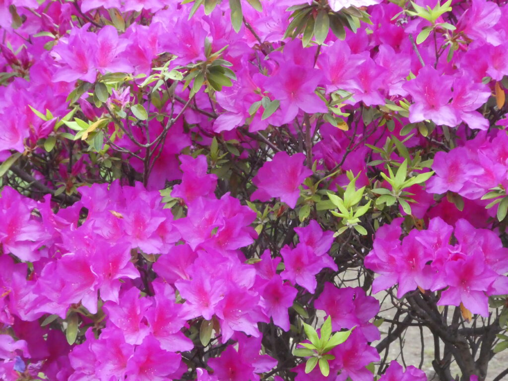 戸定歴史が丘公園のツツジ