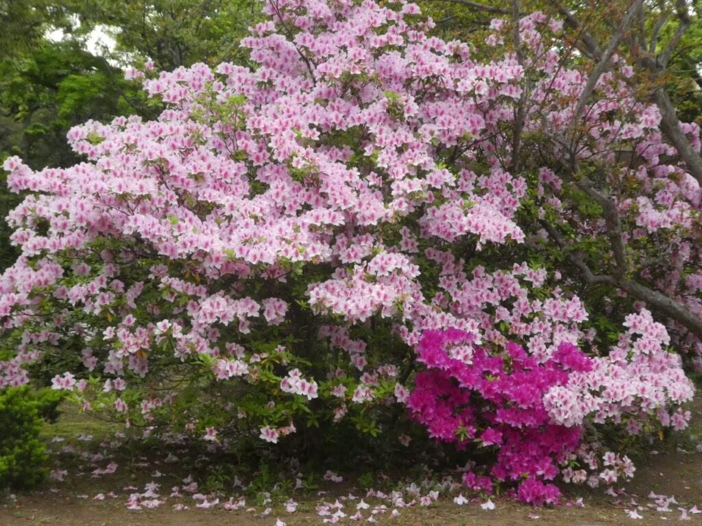 戸定歴史が丘公園のツツジ