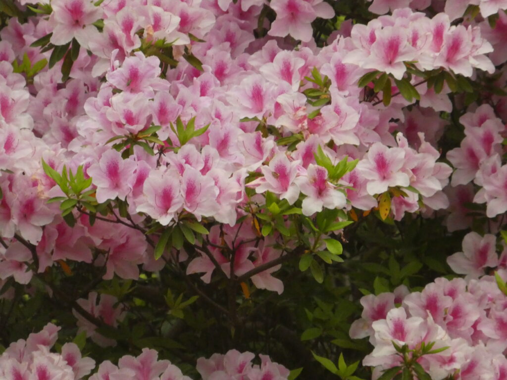 戸定歴史が丘公園のツツジ