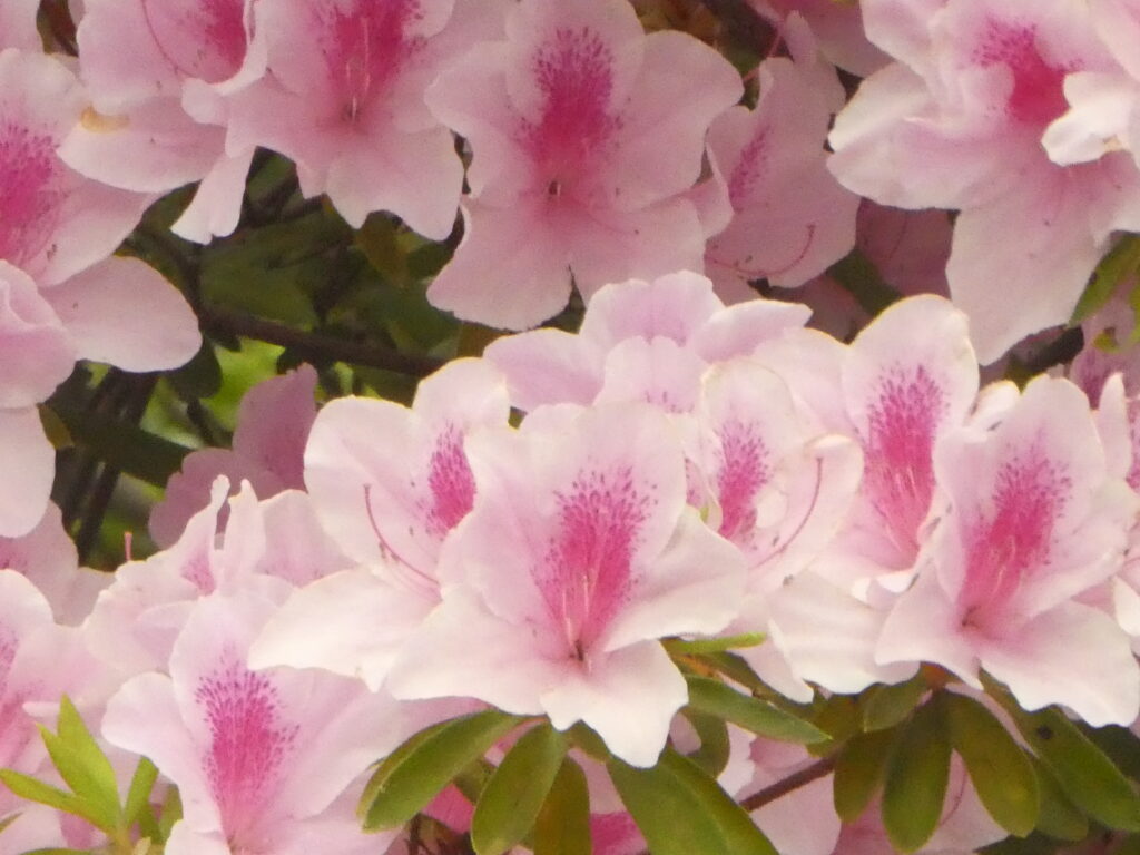 戸定歴史が丘公園のツツジ