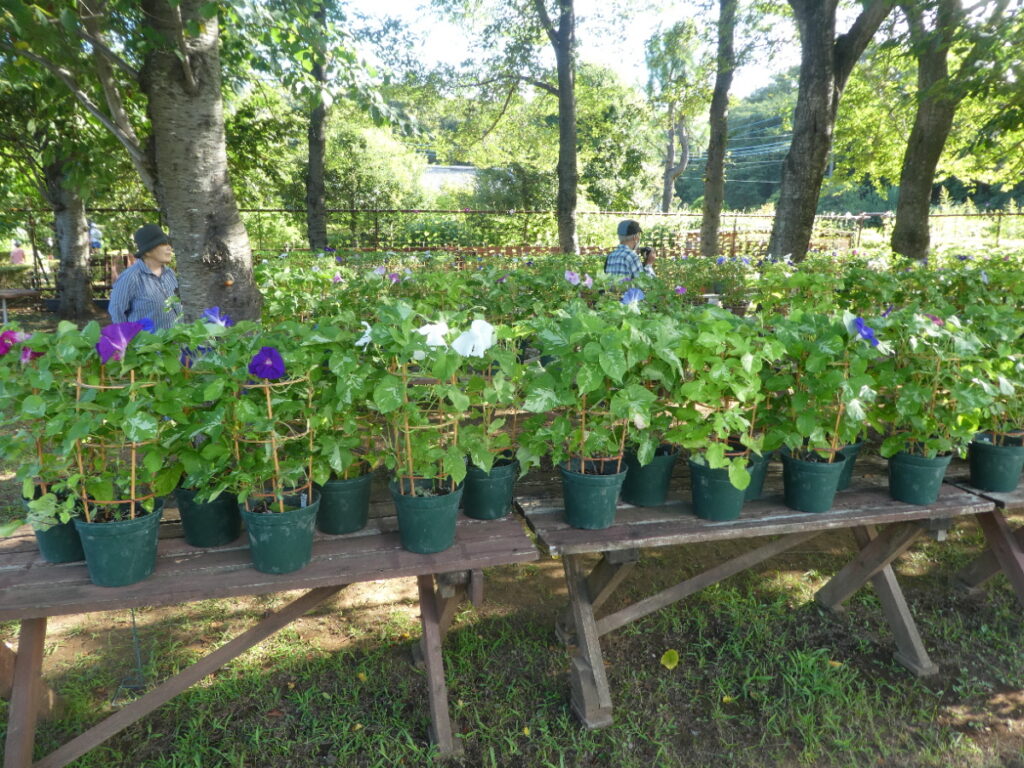 あさがお展2026　松戸市金ケ作育苗圃